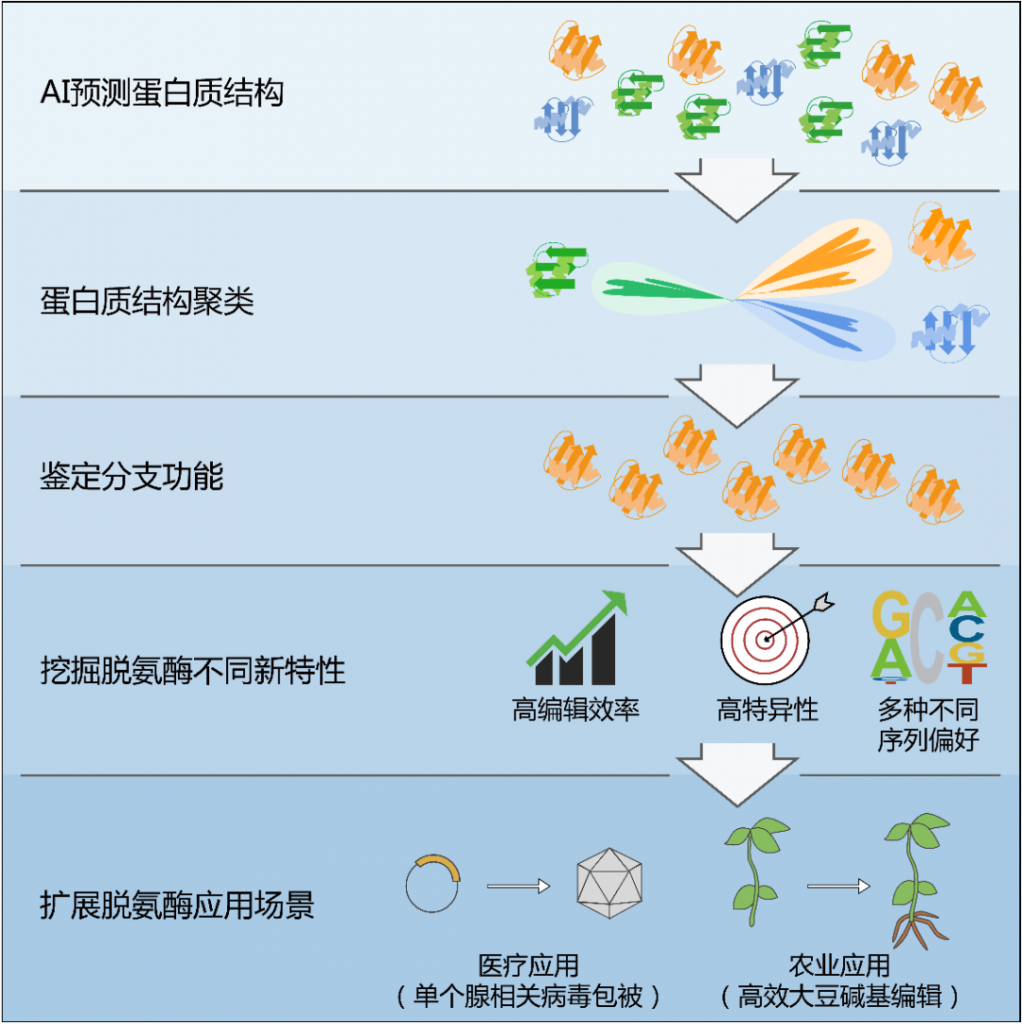 碱基编辑系统