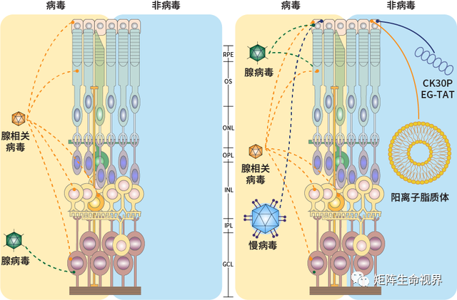 递送载体 递送载体