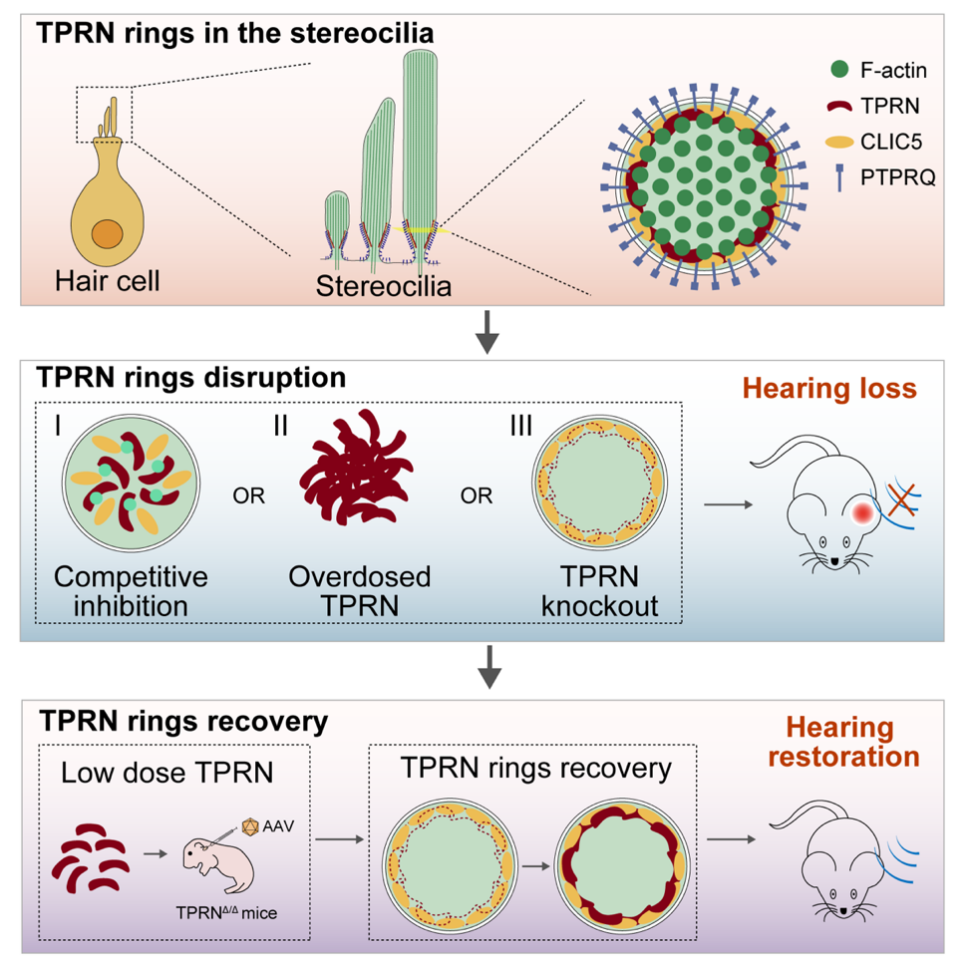 TPRN