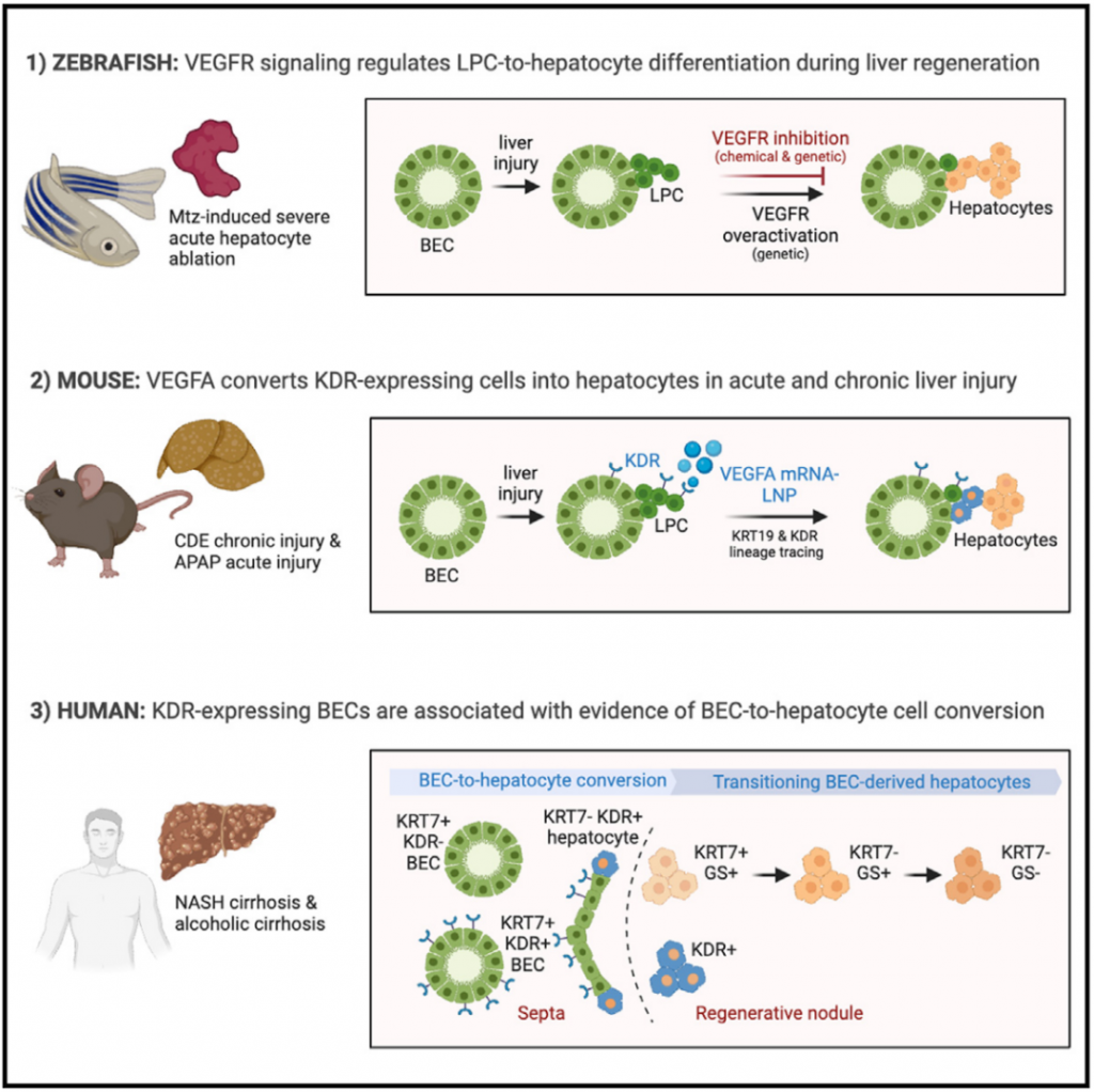 BEC与表达KDR BEC与表达KDR