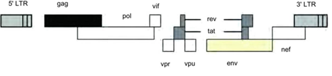 野生型HIV-1的基因结构 野生型HIV-1的基因结构