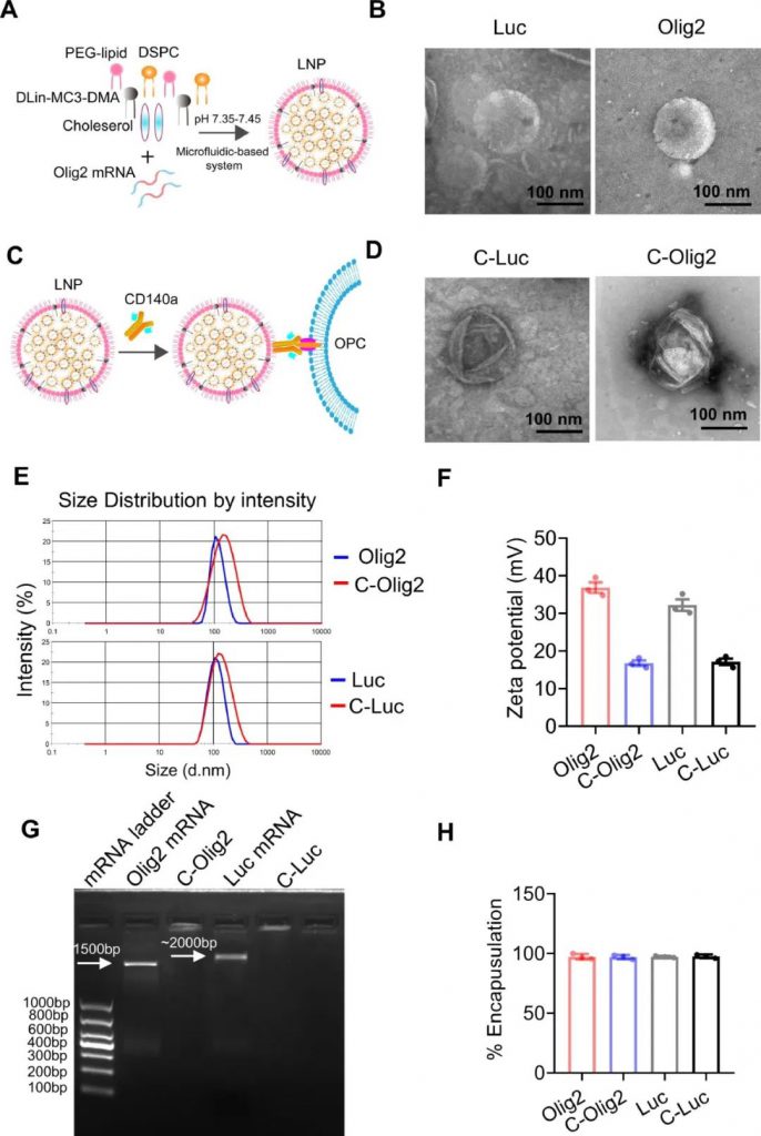 mRNA-LNP的构建和表征