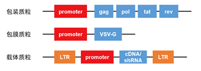 三质粒HIV-1病毒包装系统 三质粒HIV-1病毒包装系统