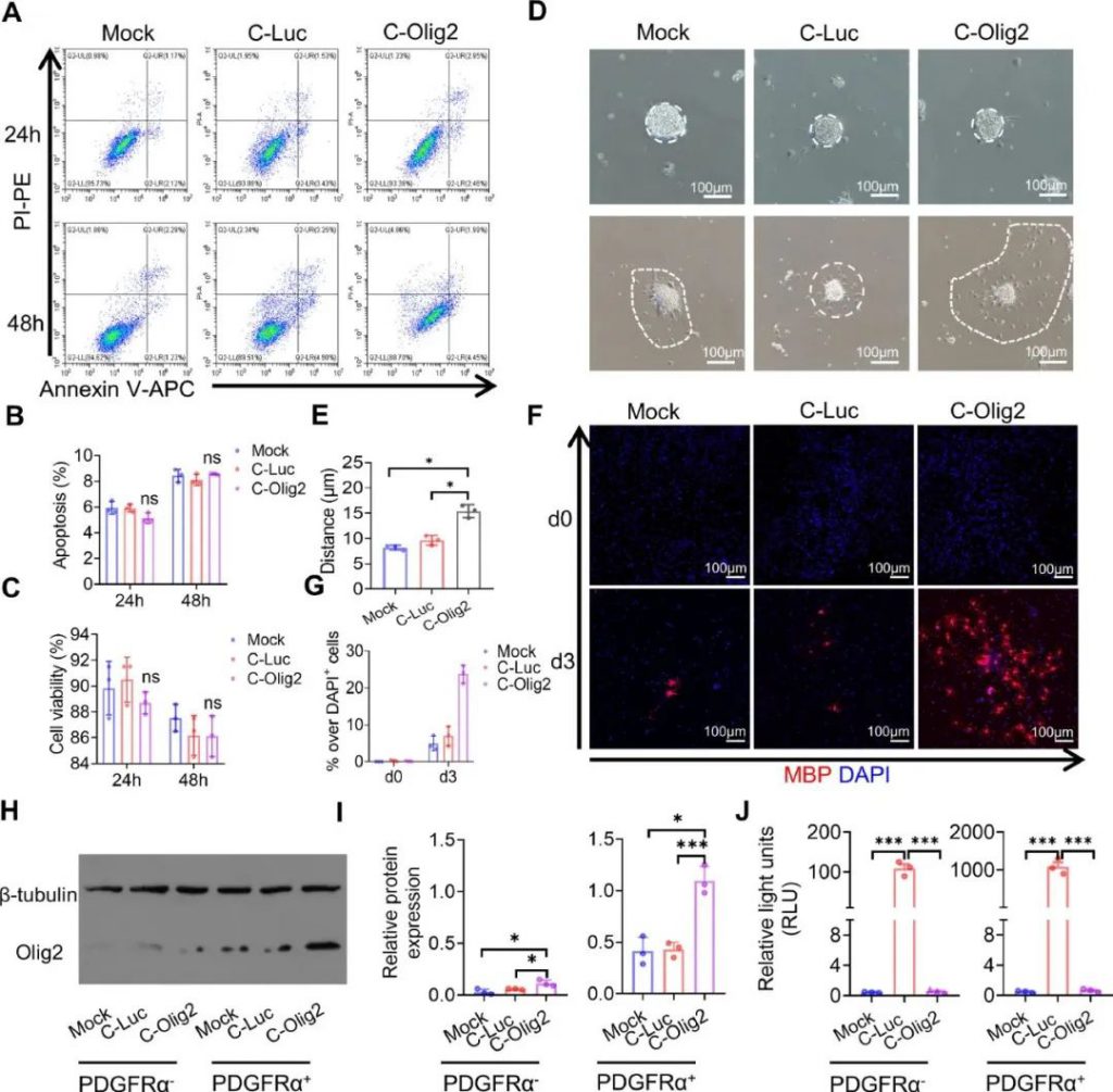 体外OPC中表达Olig2的安全性和有效性
