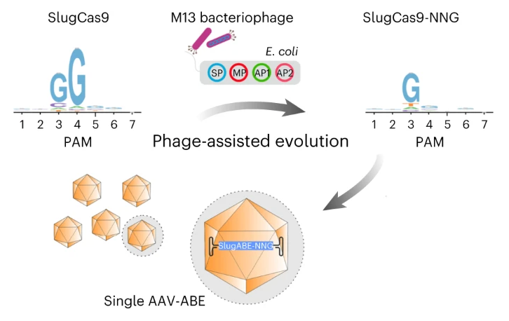 Cas9核酸酶