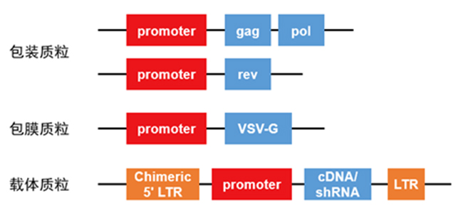 四质粒HIV-1病毒包装系统 四质粒HIV-1病毒包装系统