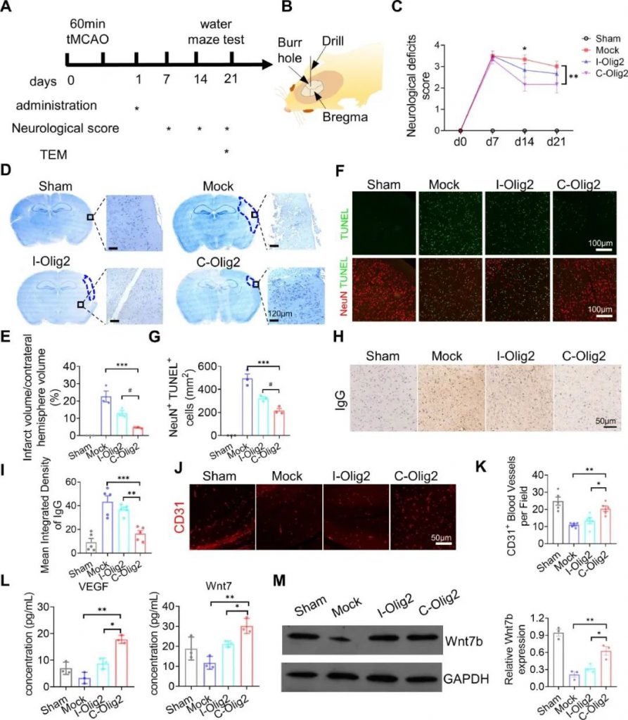 脑内注射Olig2 mRNA改善缺血性损伤