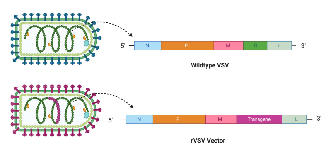 野生型VSV和rVSV载体的示意图