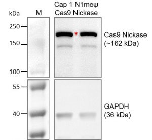 Cap-1-N1meψ-Cas9-Nickase