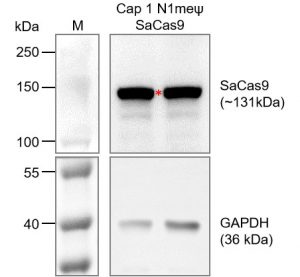 Cap-1-N1meψ-SaCas9