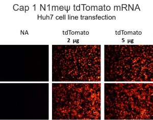 Cap-1-N1meψ-tdTomato-mRNA