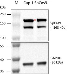 spcas9