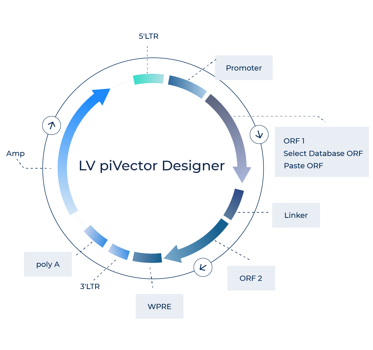 慢病毒载体设计_慢病毒载体构建-派真生物
