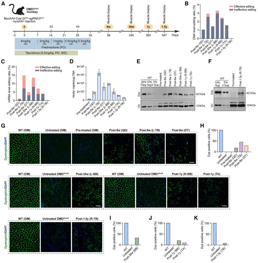 图3. 系统性递送myoaav cas12imax sgrna3ex51在dmdΔex50猴模型中恢复dystrophin蛋白表达