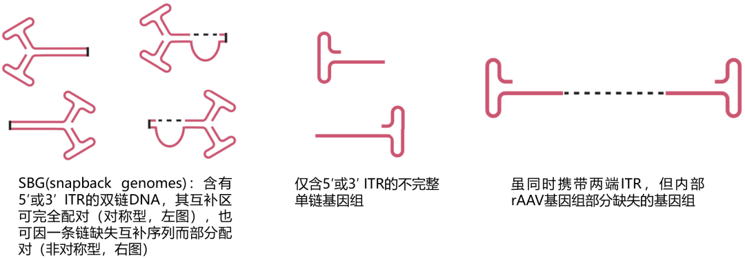 图1 raav内包装的不完整基因组dna的种类示意图