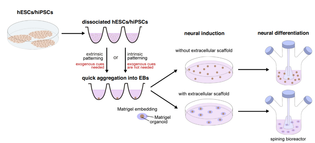 图1 类器官培养流程
