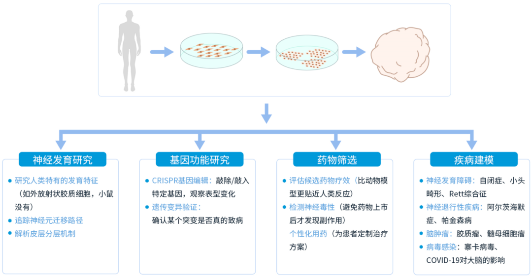 图2 脑类器官的应用领域概览