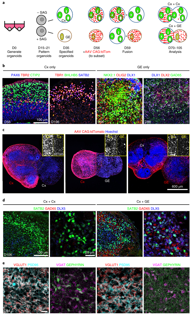 图3 融合脑类器官的产生和表征[2]