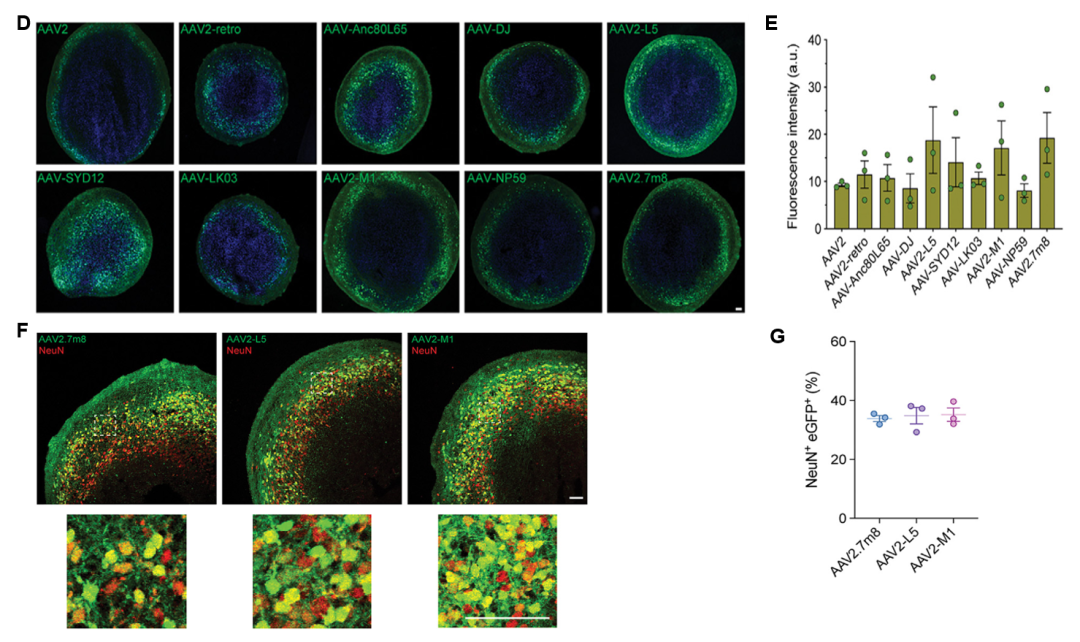图5 皮质类器官模型与所选部分腺相关病毒变体的转导效率比较