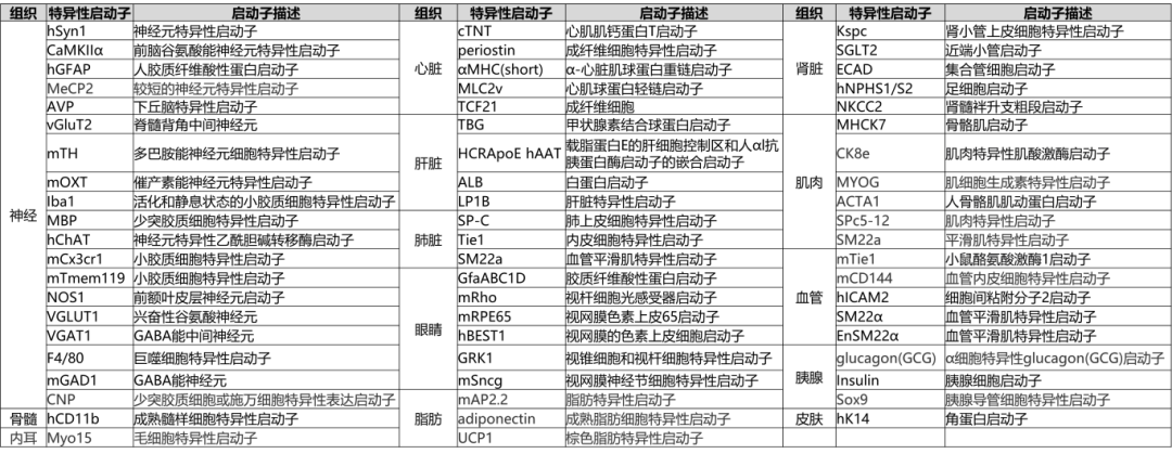 细胞特异性启动子
