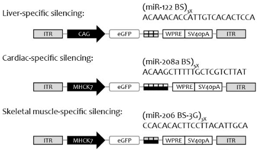 图1 aav载体构建示意图