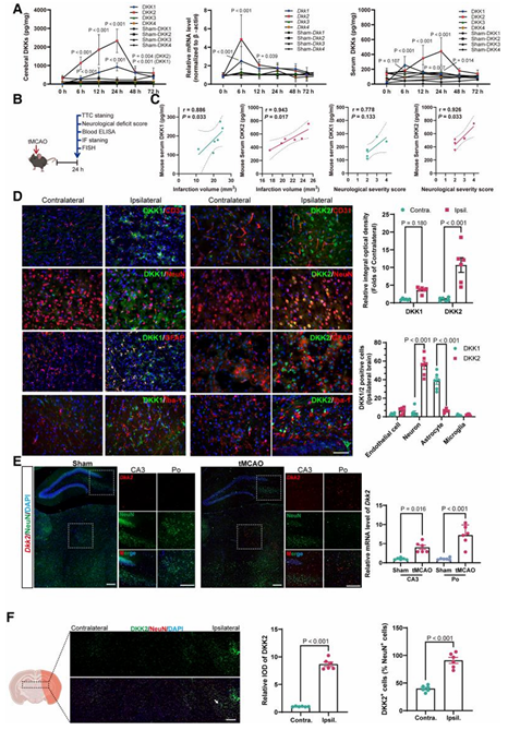 图1 卒中后 dkk 家族成员的动态变化及 dkk2 的突出特征