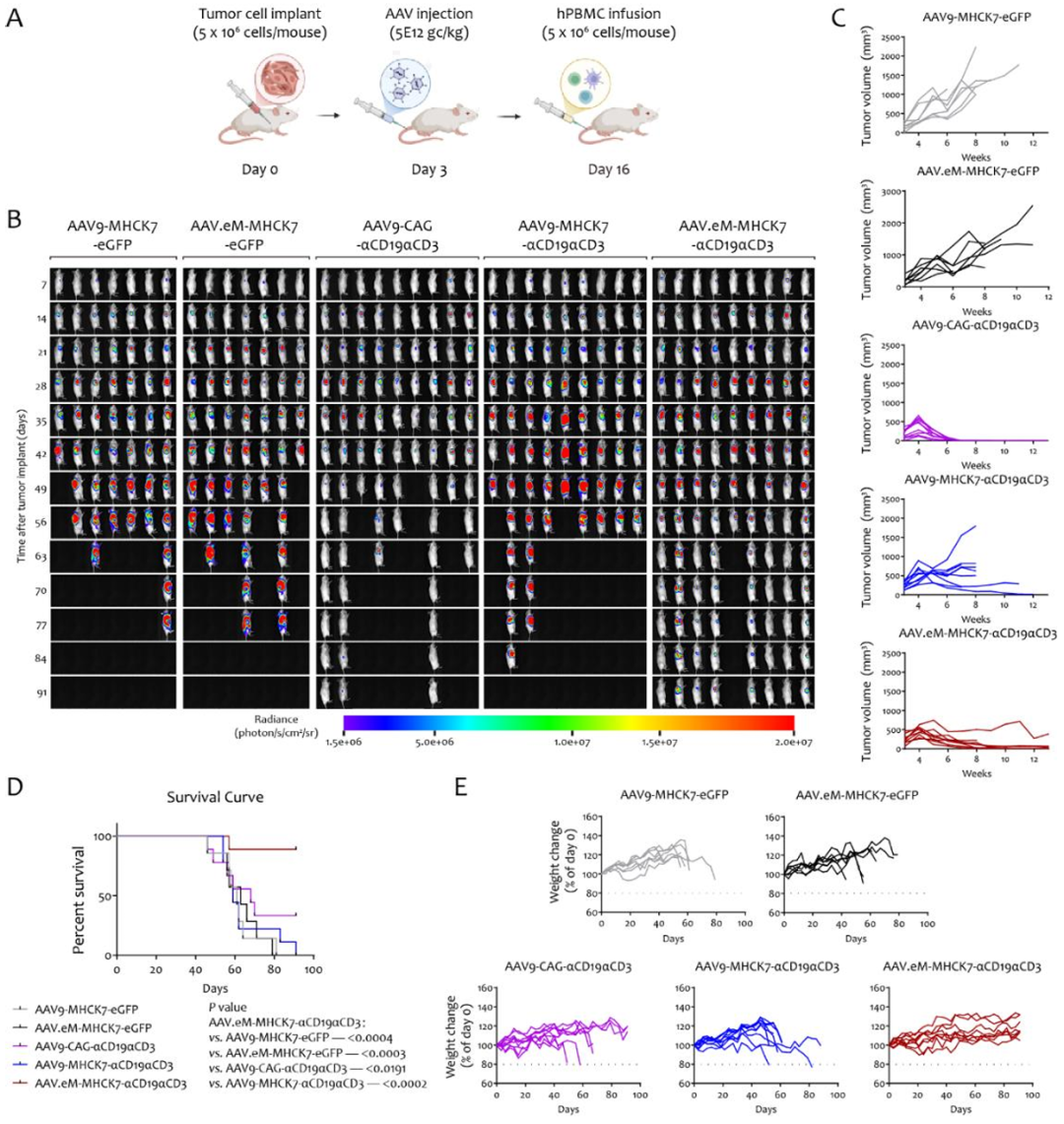 图2 在人源化淋巴瘤模型中，对静脉注射aav载体双特异性抗体疗法的评估