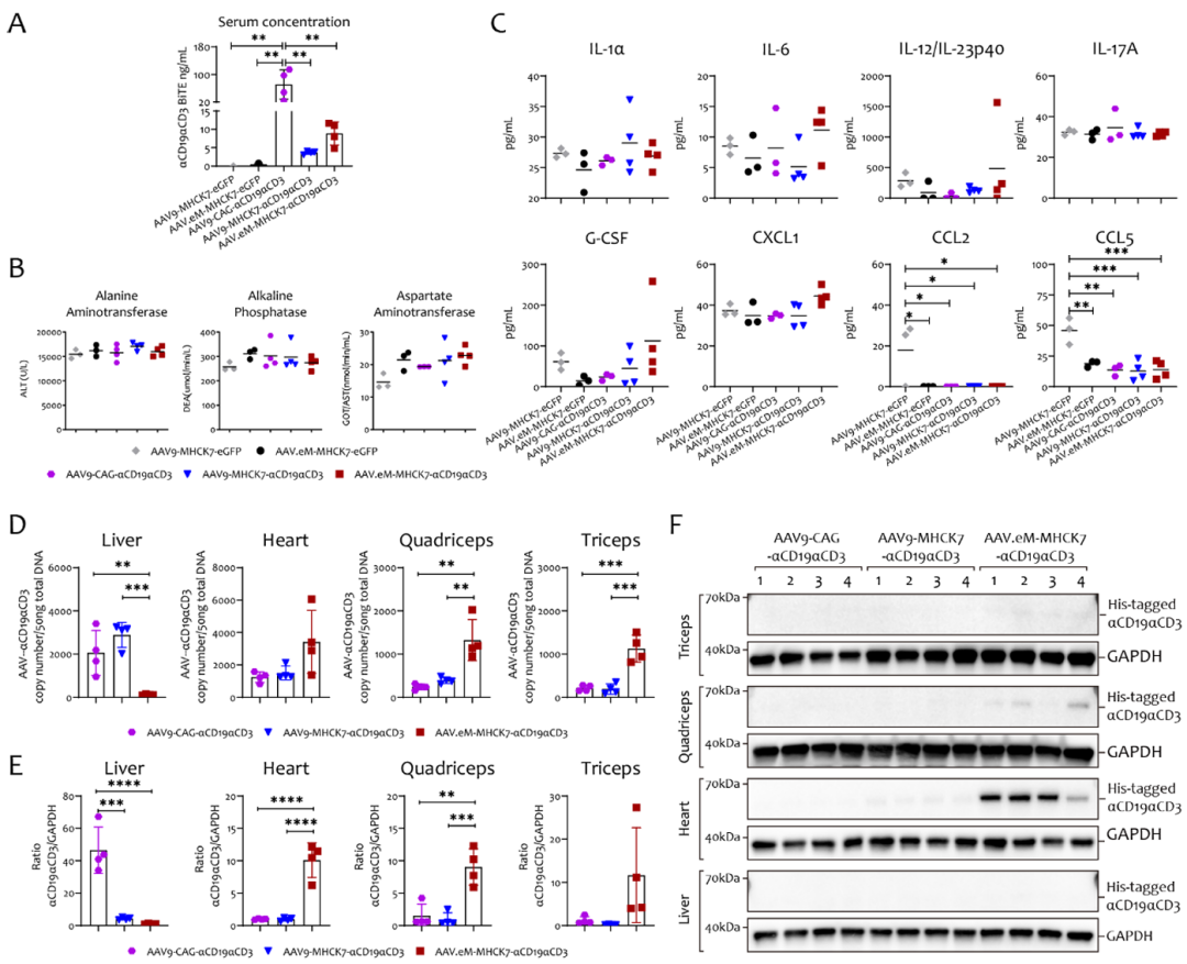 图3 在人源化淋巴瘤模型中，静脉注射aav 双特异性抗体的药代动力学、安全性及生物分布特征