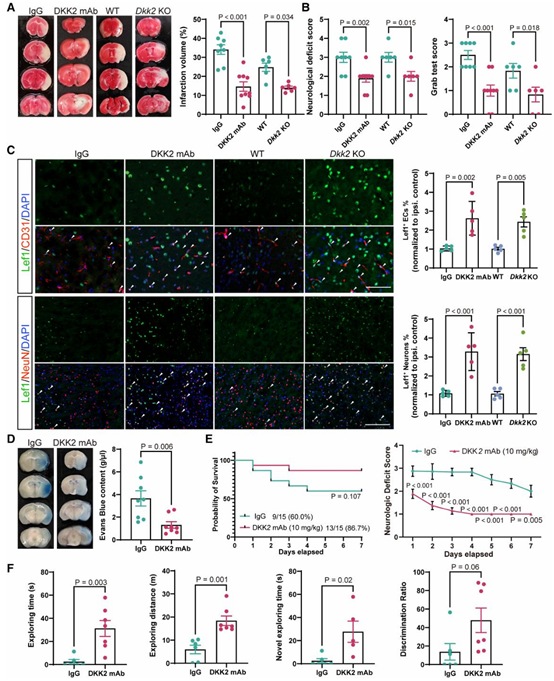 图3 神经元–内皮互作模型中 dkk2 介导的 bbb 功能破坏