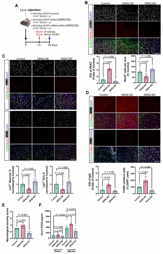 图4 rxrα–dkk2 轴在卒中后的机制闭环