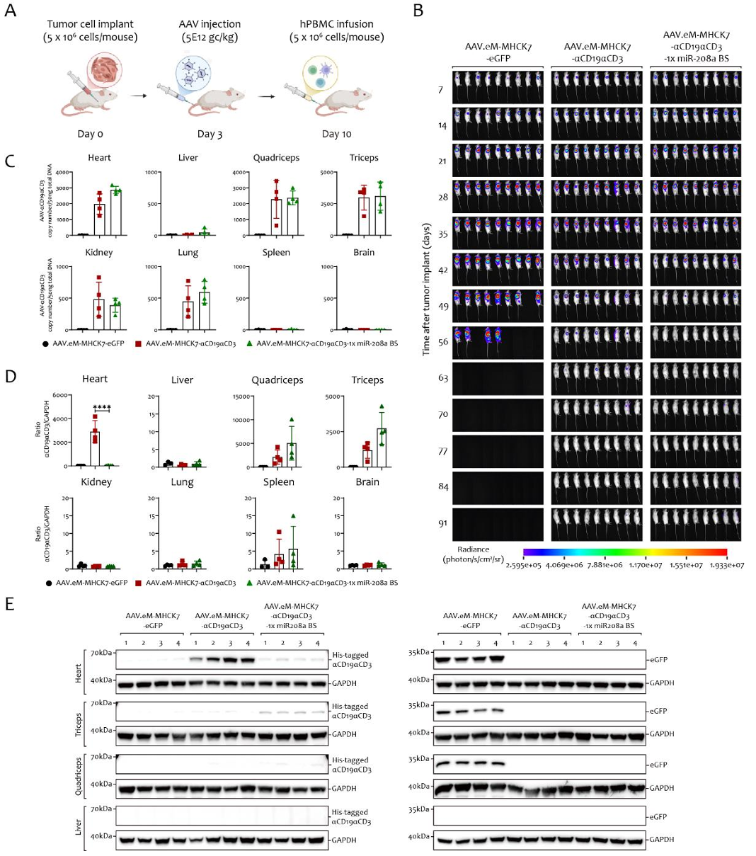 图4利用mir 208a结合位点实现aav.em mhck7驱动αcd19αcd3表达的心脏沉默及其对治疗疗效与安全性的影响
