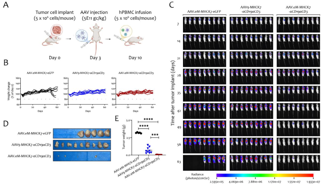 图5 在人源化淋巴瘤模型中，肌肉注射aav.em与aav9载体的疗效比较