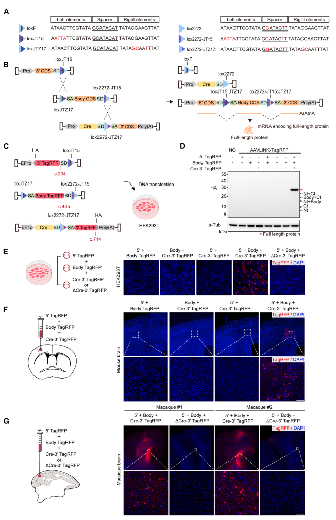 图2. aavlink介导的三载体基因载荷递送