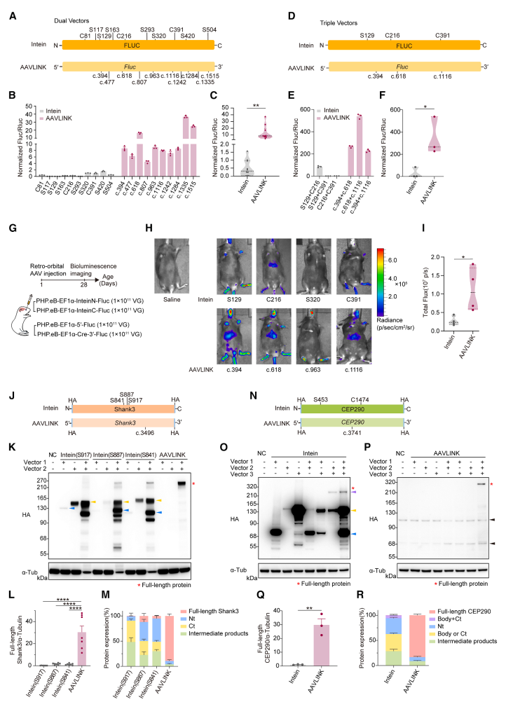 图3. aavlink与基于intein的蛋白重建方法对比评估