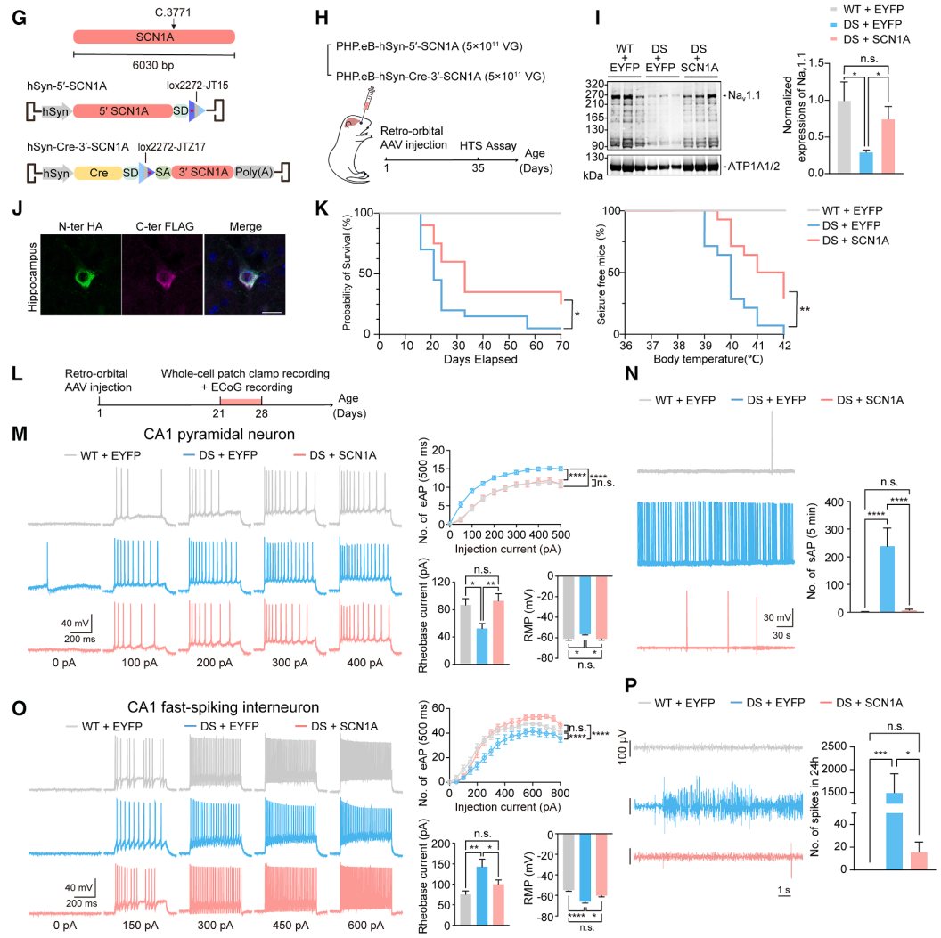 图4. aavlink介导的基因替代治疗在pms和dravet综合征小鼠模型中的应用