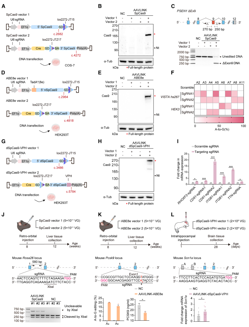 图5. aavlink介导的crispr工具递送