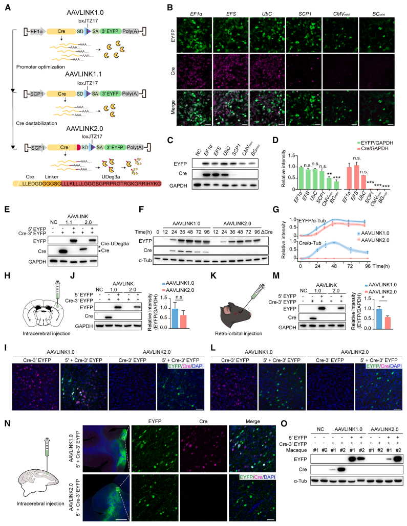 图6. aavlink2.0中cre表达的最小化