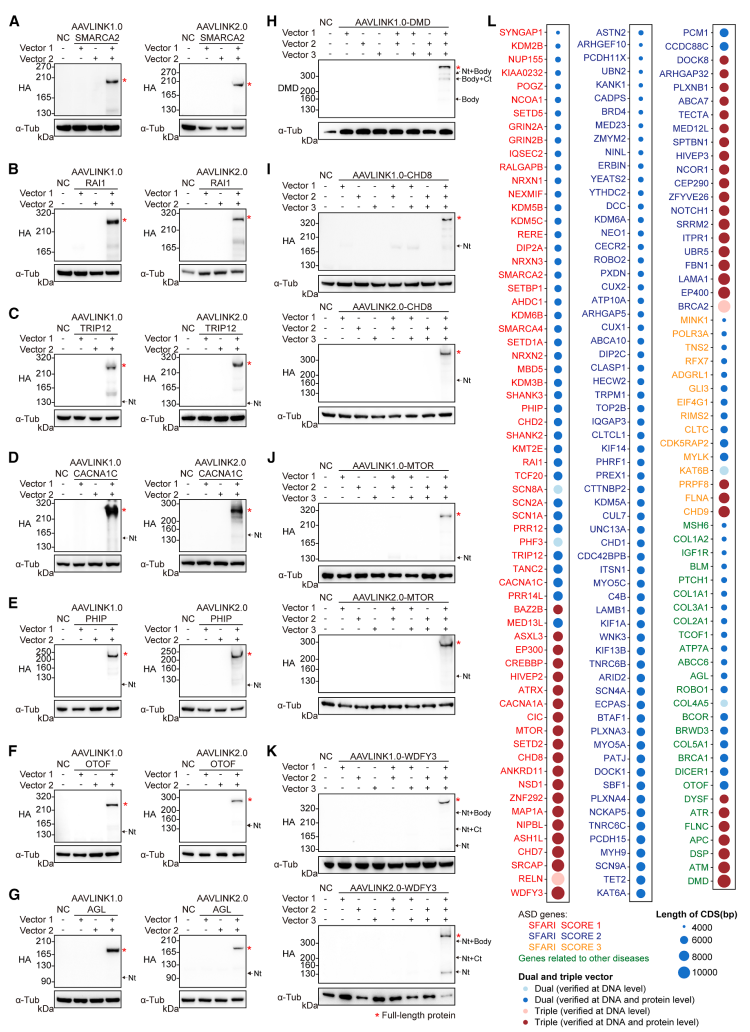 图7. 用于遗传性疾病相关大基因递送的aavlink资源库