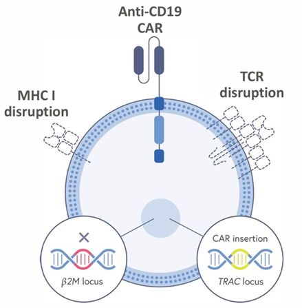 图1 crispr therapeutics 公司的ctx110 同种异体抗cd19 car t细胞疗法示意图