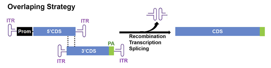 图1 重叠法(overlapping)双aav载体递送策略