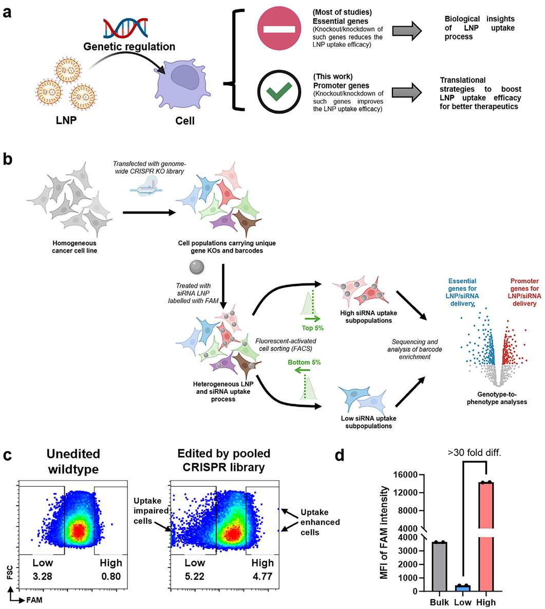 图1 鉴定促进脂质纳米颗粒（lnp）递送效率的基因