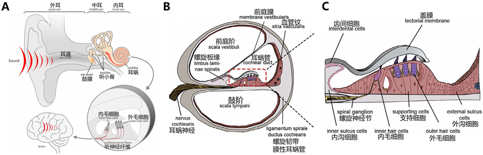 图1. 耳的结构