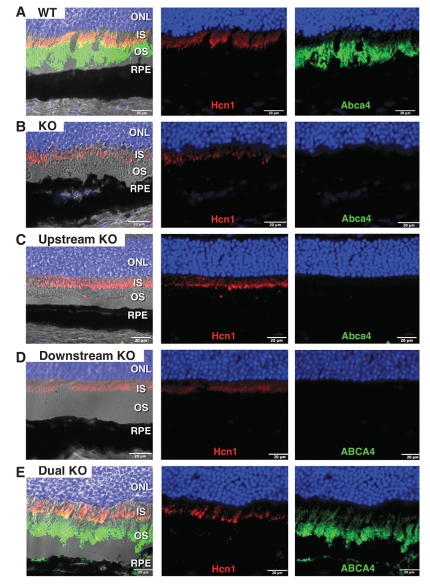 图10 小鼠眼球切片的abca4（绿色）和hcn1（红色）染色