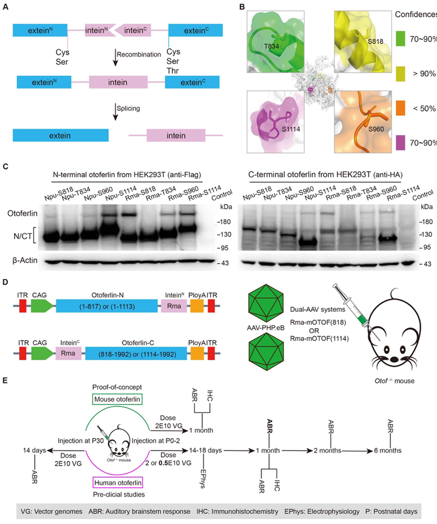 图11 双aav病毒载体的构建