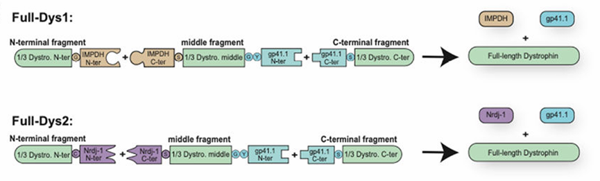 图13 三载体分裂内含肽介导的蛋白反式剪接策略示意图