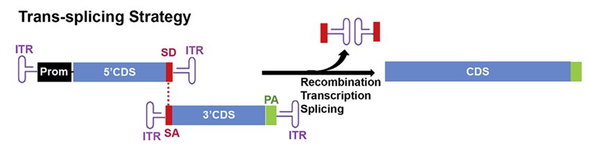 图2 反式剪接(trans splicing)双aav载体递送策略