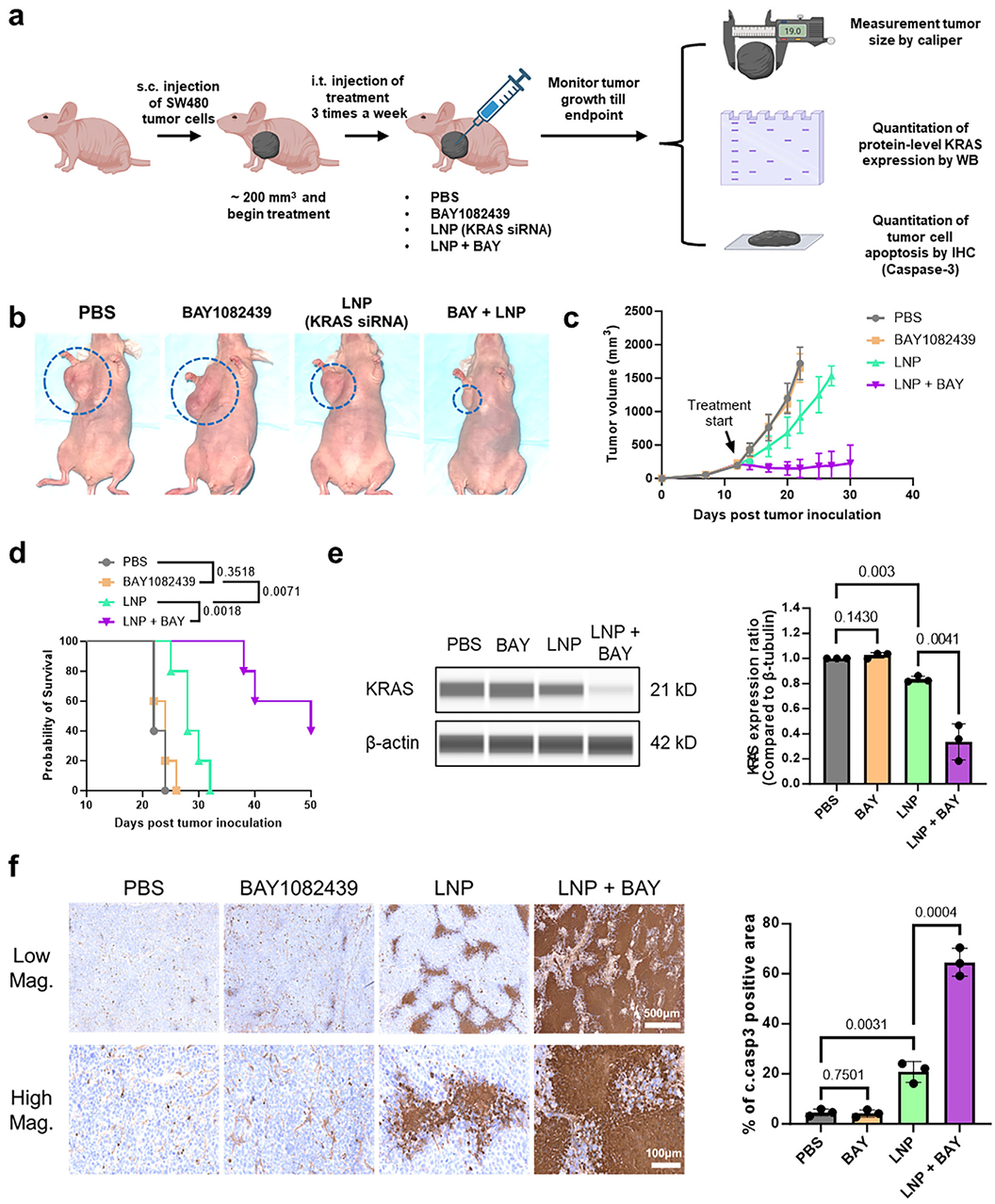 图2pik3ca抑制增强sirna负载lnp在小鼠癌症模型中的治疗效果