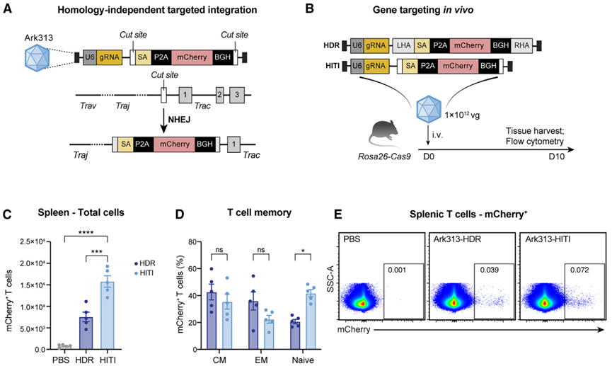 图3 体内t细胞中大片段dna的靶向整合[5]