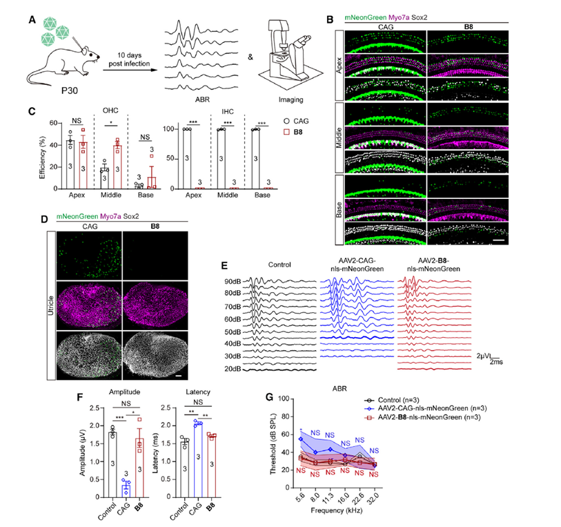  图3.  b8增强子对成年小鼠ohcs的安全特异性转导