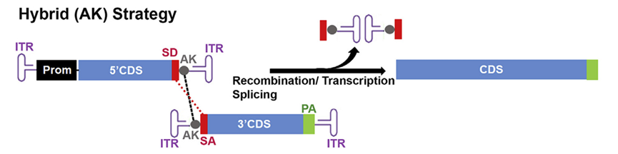 图4 ak法双aav载体递送策略